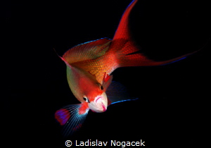 golden fish by Ladislav Nogacek 